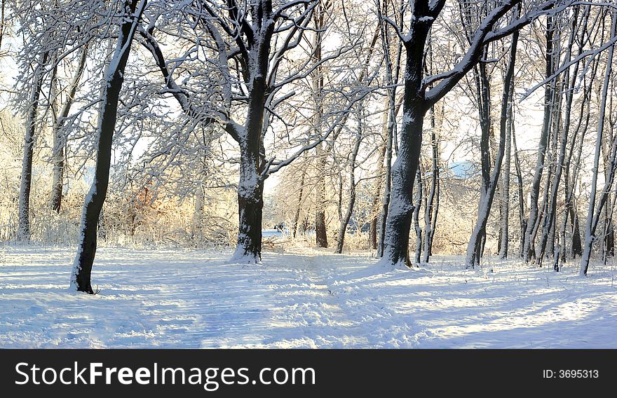 Snow In A Park