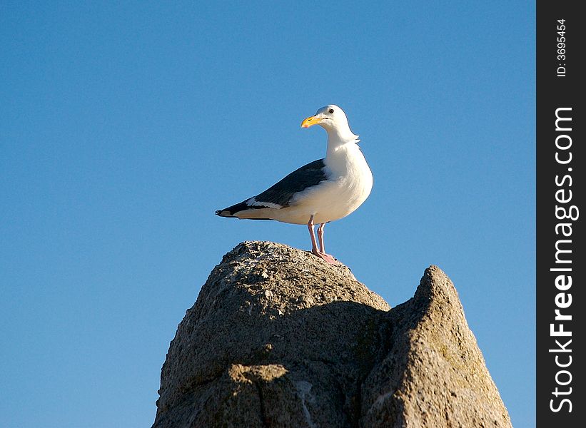 A bird standing on a rock on a blue sky background. A bird standing on a rock on a blue sky background