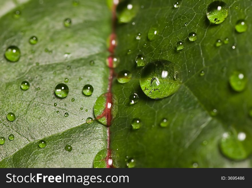 Leaf With Drops