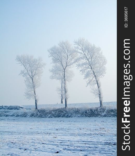 Rimed trees in JiLin City, northeast of China