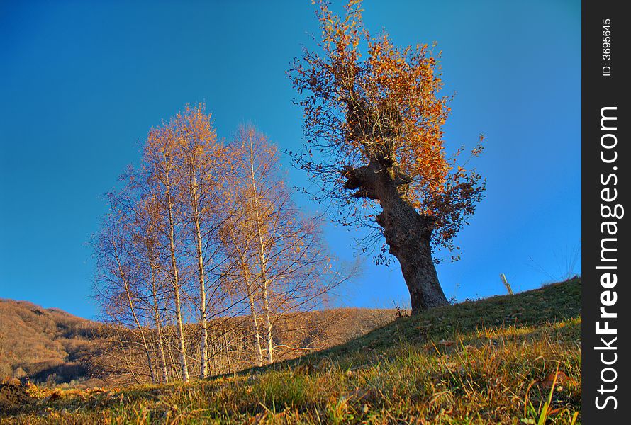 Trees in fall season over a blue sky, HDR