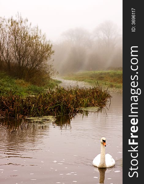 Swan on river with fog
