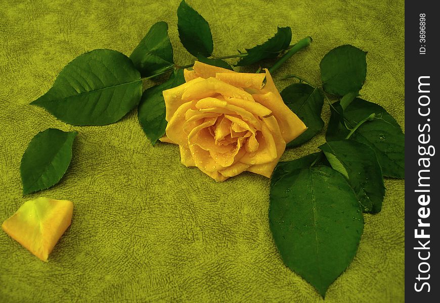 Yellow rose for decoration over background