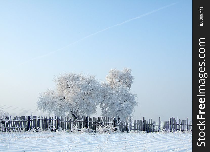 Rimed trees and fense in JiLin City, northeast of China