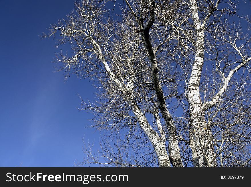 Bare branches of dead tree against blue sky