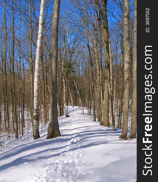 Winter view of forest path in Wisconsin. Winter view of forest path in Wisconsin