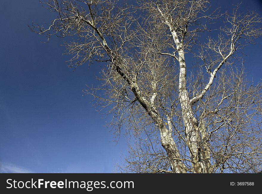 Bare branches of dead tree against blue sky