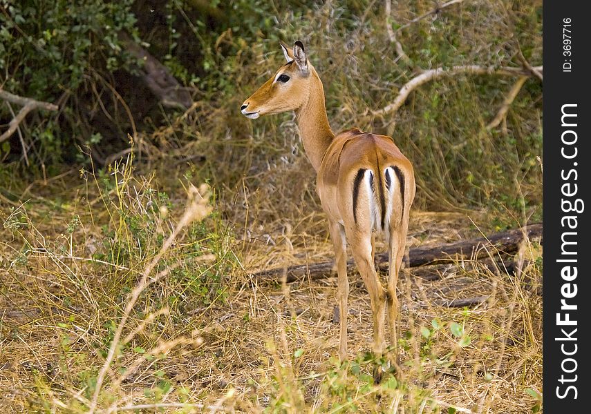 An image of a thomson gazelle on the maasai mara in Kenya.