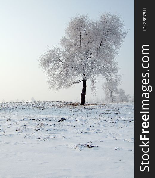 Rimed tree in JiLin City, northeast of China