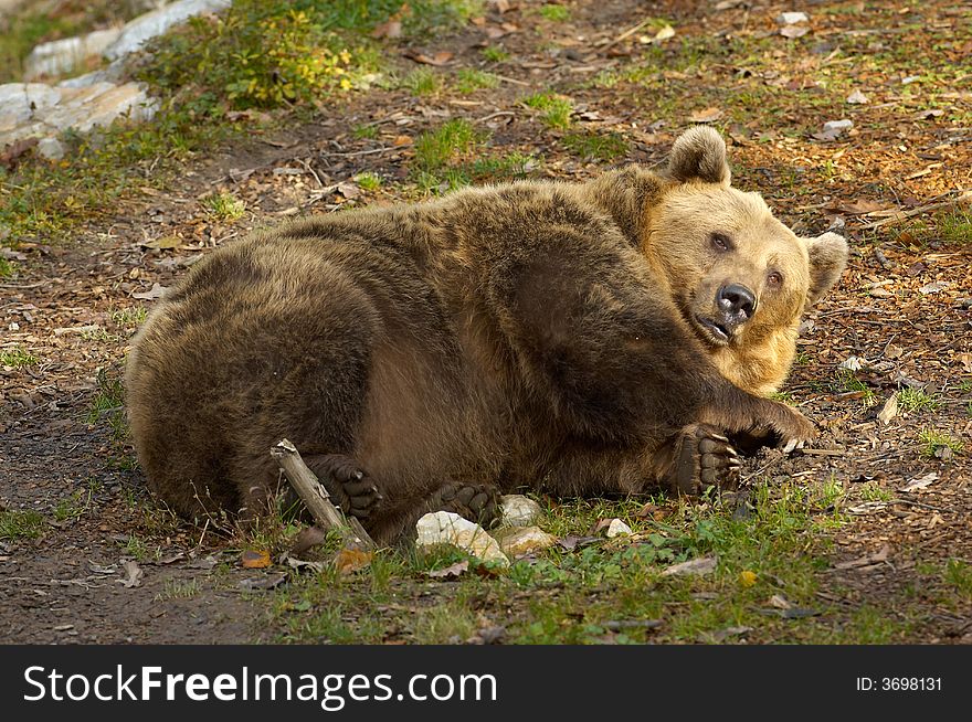 Sleeping brown European bear on zoo