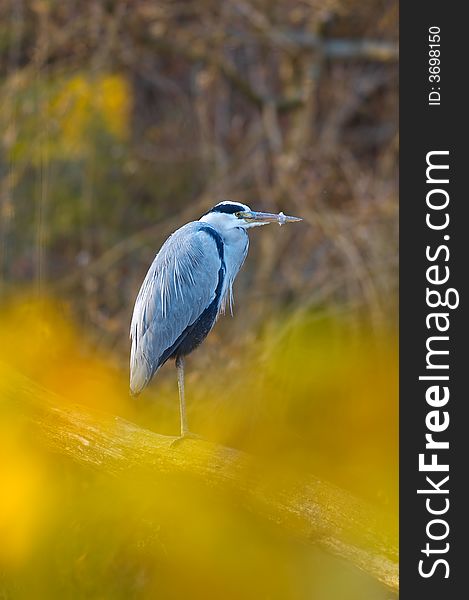 Grey heron resting by the river