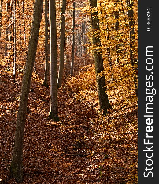Look through a german forest with yellow and brown leaves
