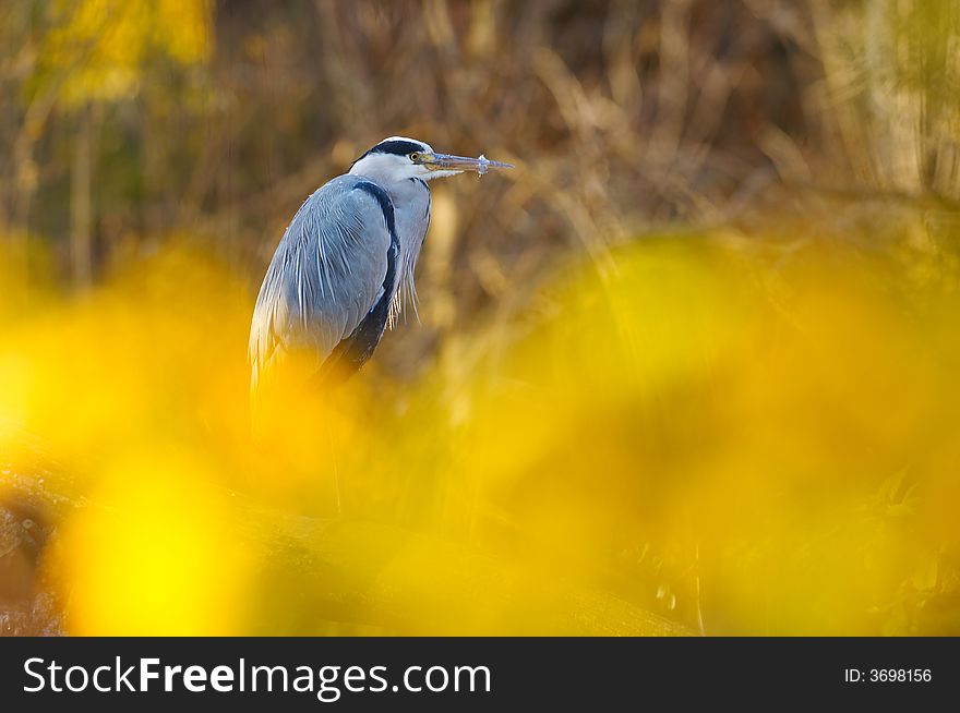 Grey heron resting by the river