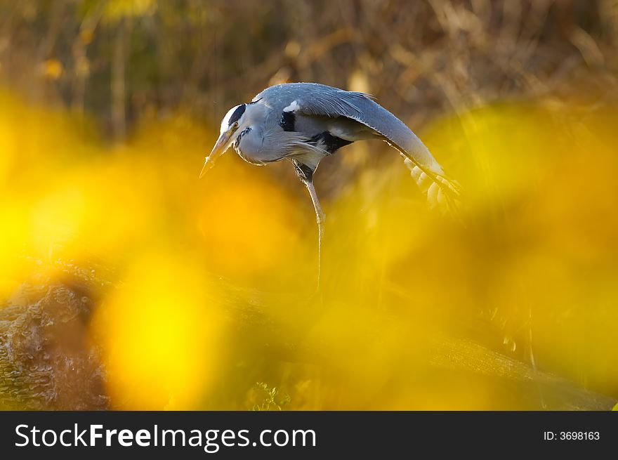 Grey heron resting by the river