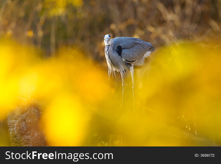 Grey heron resting by the river