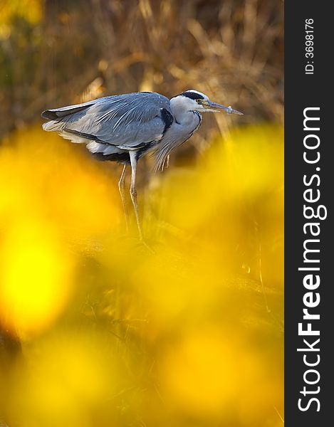 Grey heron resting by the river