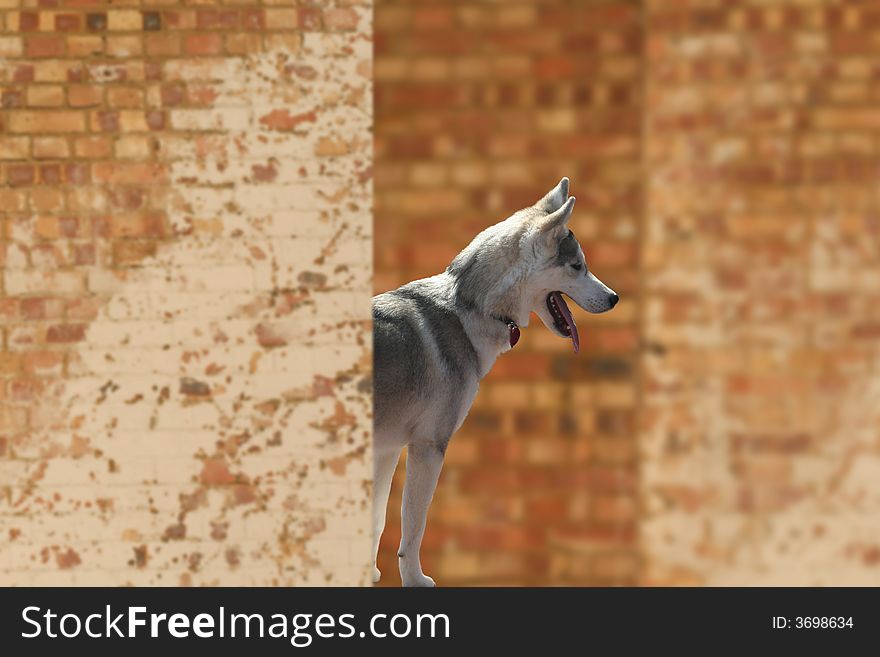 Husky dog hiding behind brick wall