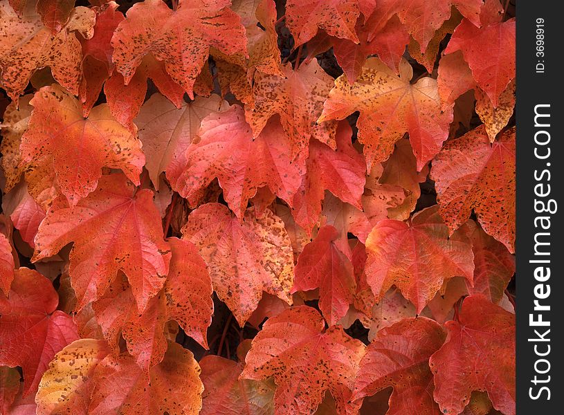 A wall of red leaves in fall. A wall of red leaves in fall