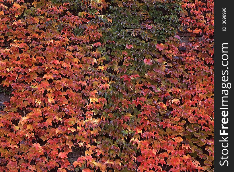 A wall of Ivy in fall. A wall of Ivy in fall