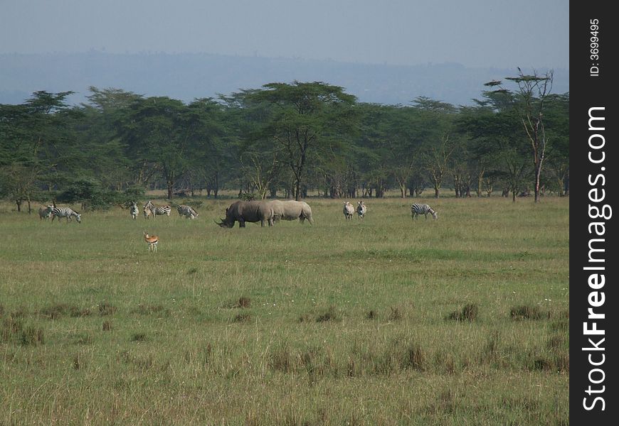 Safari in Lake Nakuru National Park, Kenya