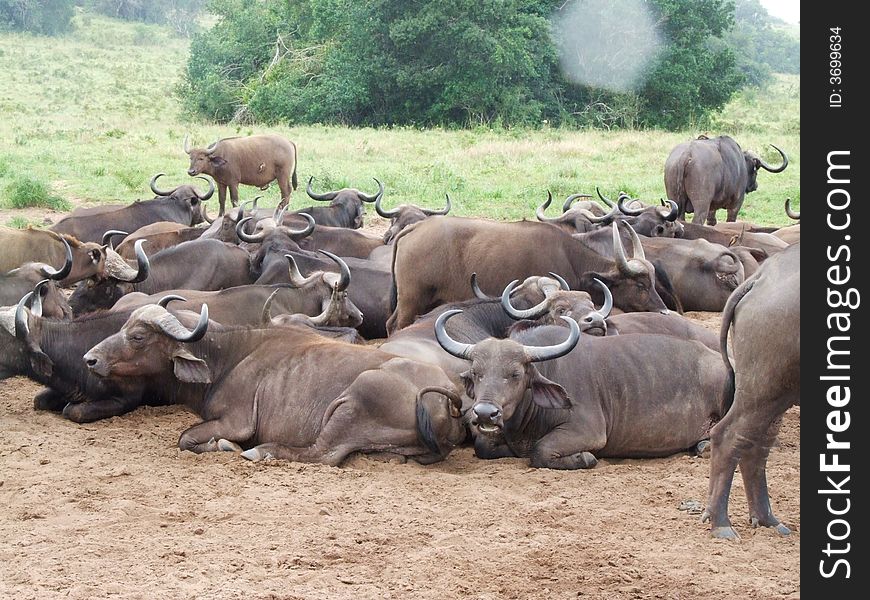 A group of african buffaloes