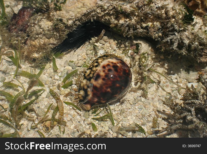 Exotic shell,  moving in the water of lagoon . Coral , sands sea leaves as the background . Exotic shell,  moving in the water of lagoon . Coral , sands sea leaves as the background .