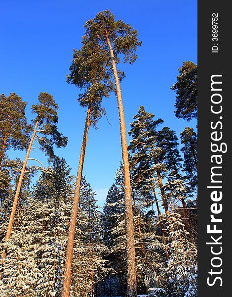 Winter pine forest many snow