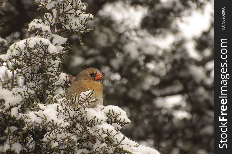 Winter Cardinal