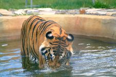 Angry Tiger Drinking Stock Photo