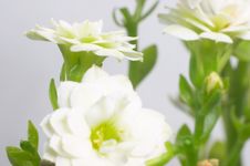 White Double-flowering Kalanchoe Stock Photos White Double-flowering Kalanchoe Stock Photos
