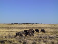 Gnus In The Savanna Stock Photo Gnus In The Savanna Stock Photo