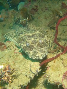 Crocodile Fish Indonesia Stock Photos Crocodile Fish Indonesia Stock Photos