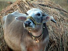 Buffalo Stock Photos