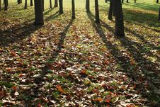 Shadows Of Trees Stock Photography Shadows Of Trees Stock Photography