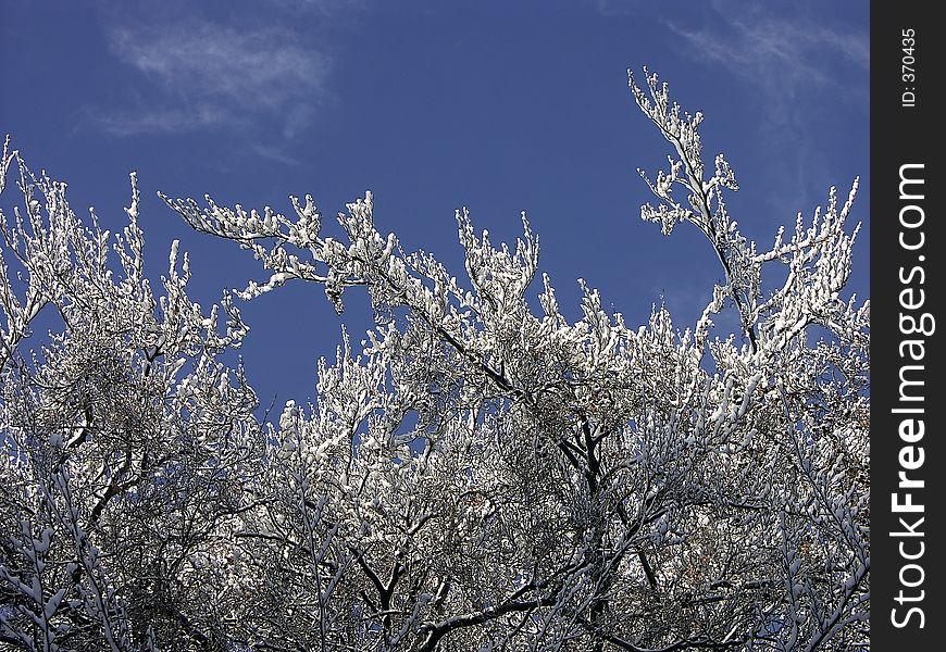 Tree branches with snow cover against blue sky. Tree branches with snow cover against blue sky