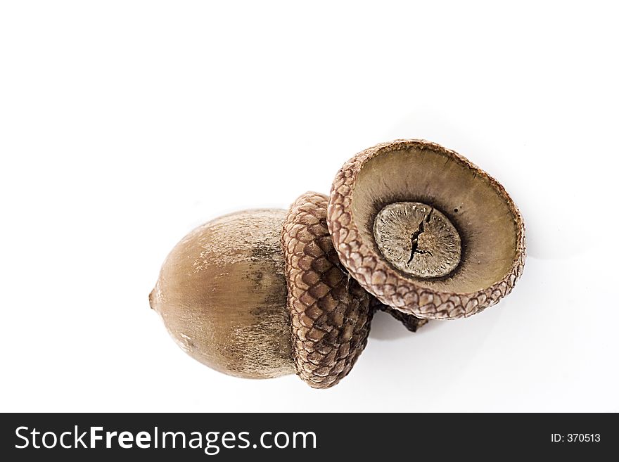 Two acorn tops, with one missing acorn. Two acorn tops, with one missing acorn