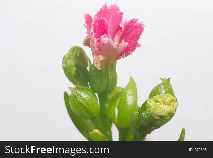 Pink dentate Kalanchoe - macro, isolated