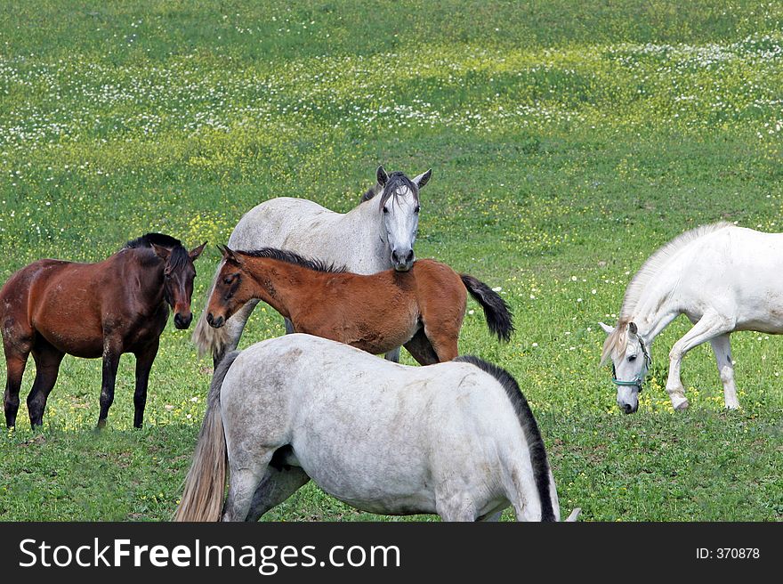 White and Brown Spanish Andalucian horses in a lush green field. White and Brown Spanish Andalucian horses in a lush green field