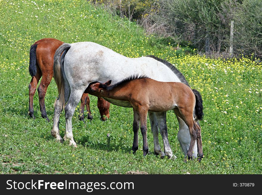 White and Brown Spanish Andalucian horses in a field