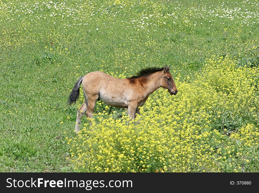 Young Horse Or Foal In A Field In Spain