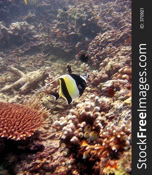 A coral fish with motion blur. A coral fish with motion blur