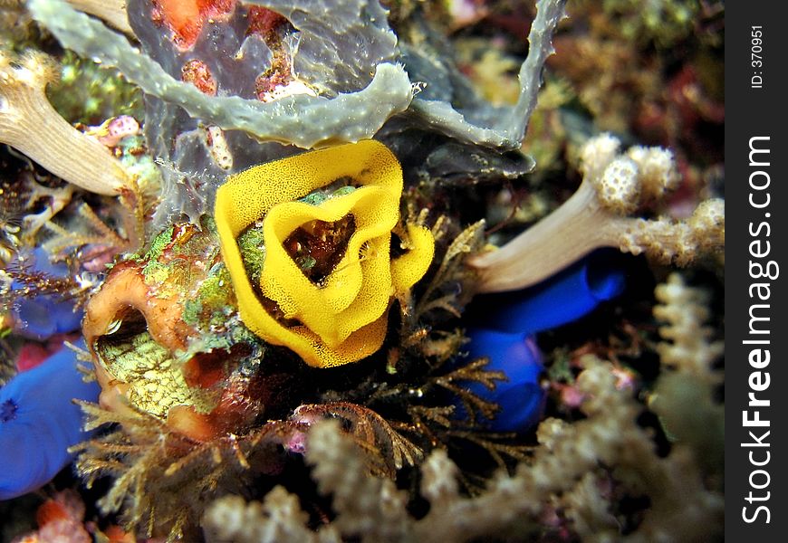 A strand of nudibranch eggs. A strand of nudibranch eggs