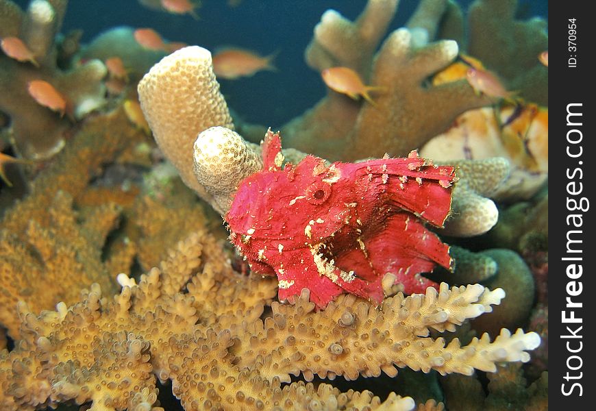 Red Leaf Fish