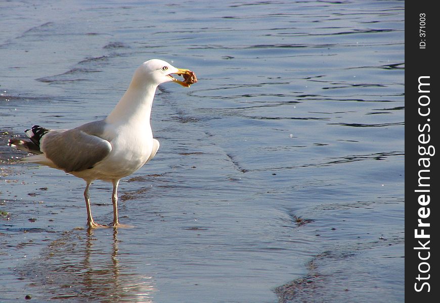 Hungry seagull. Hungry seagull