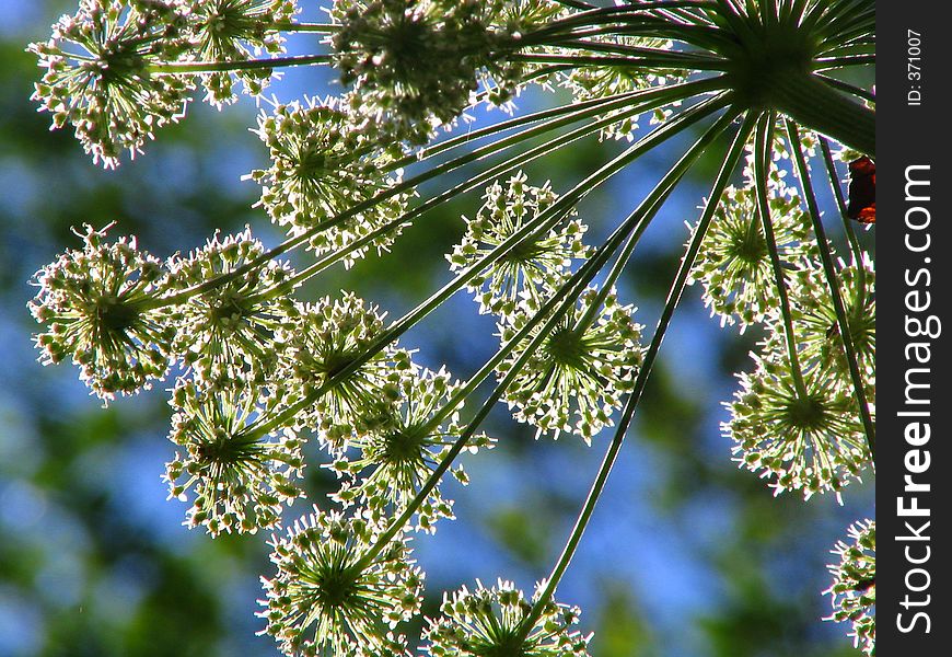 Sight from under a grass