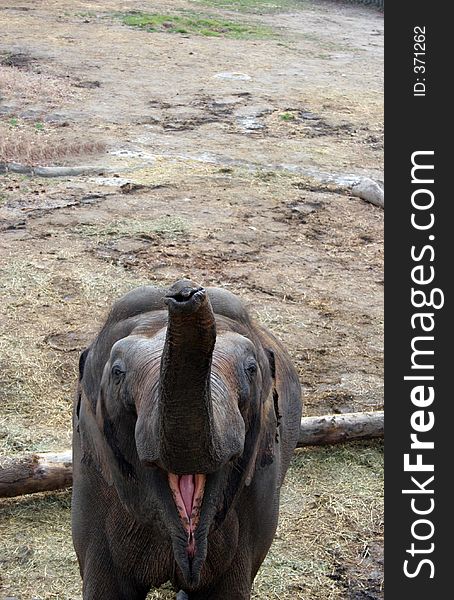 Elephant Greeting