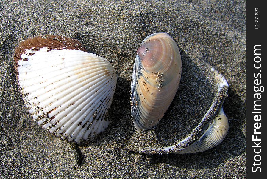 Sea shells still life