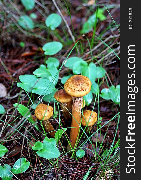 Wild mushrooms, fungi or toadstools growing in a forest in southern Spain. Wild mushrooms, fungi or toadstools growing in a forest in southern Spain