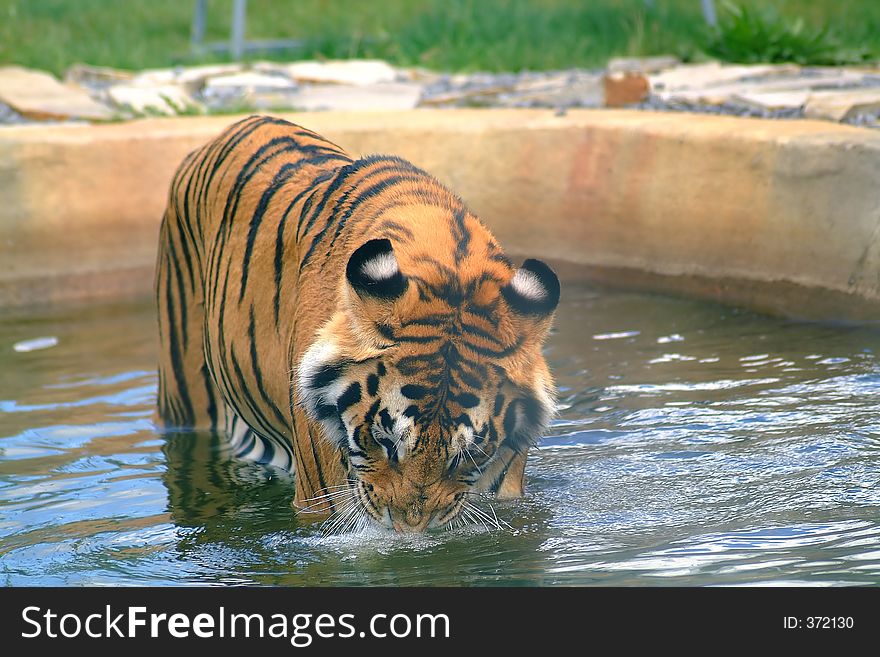 Angry tiger drinking close-up