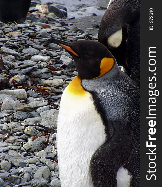 King Penguin XI